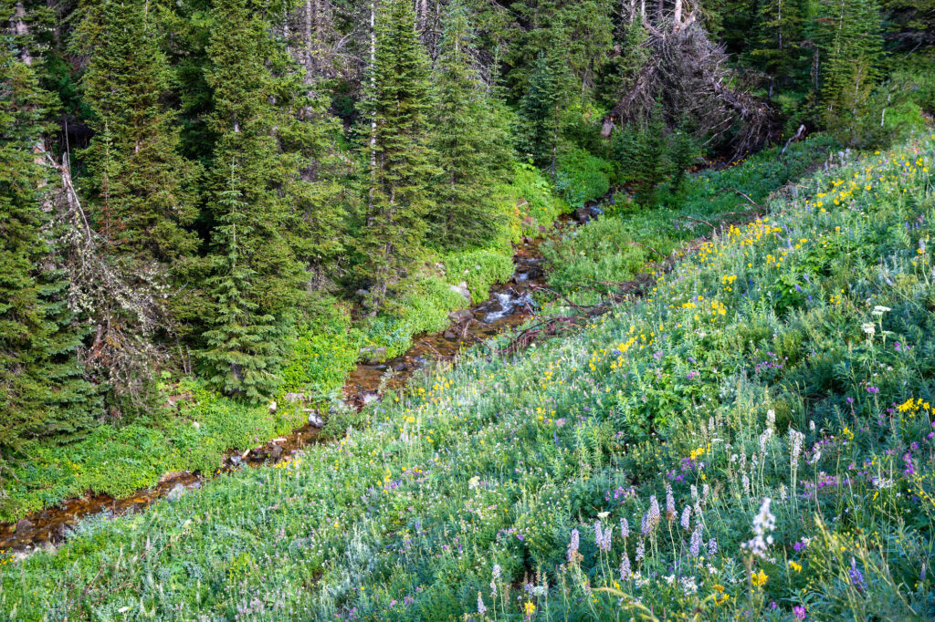 Looking downhill at a stream, with fir trees behind it. On the slope in the foreground are abundant wildflowers of all kinds.