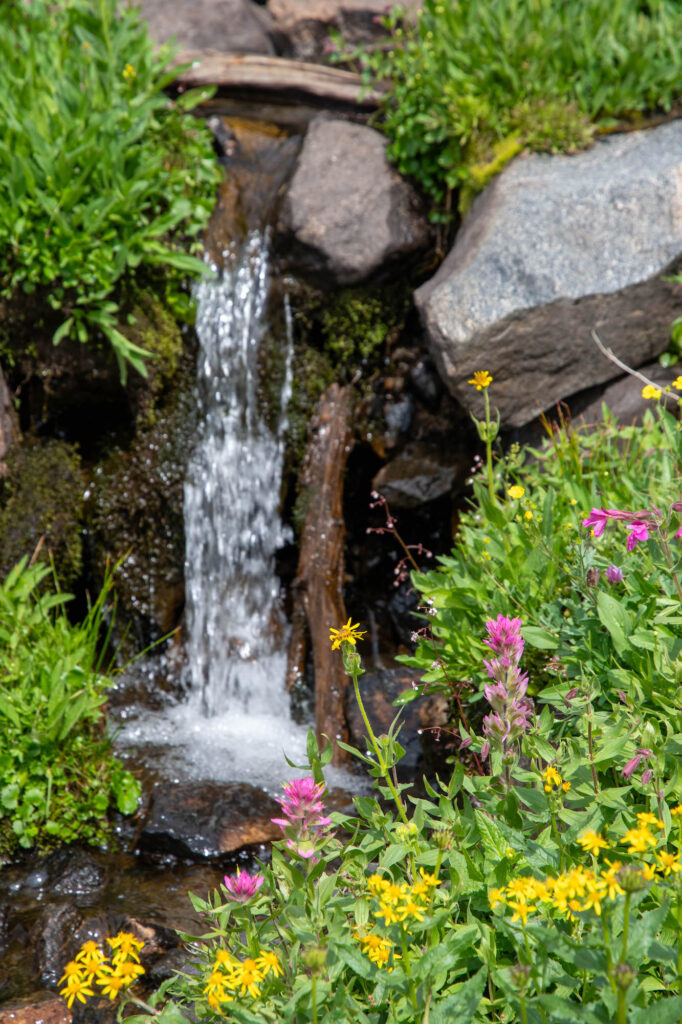 A tiny waterfall behind wildflowers